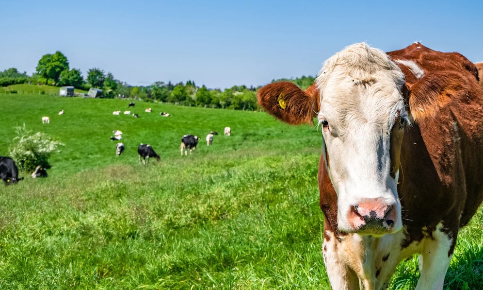 Британская BP начнет продавать биогаз RNG с коровьих ферм