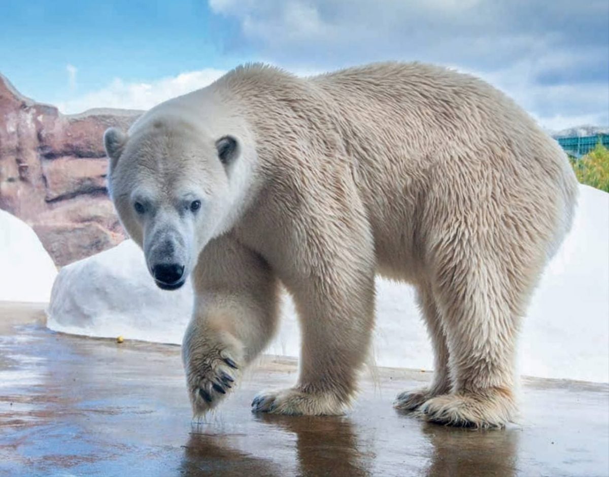 Россия нарастила в 2023 г. темпы изучения геологии арктического шельфа