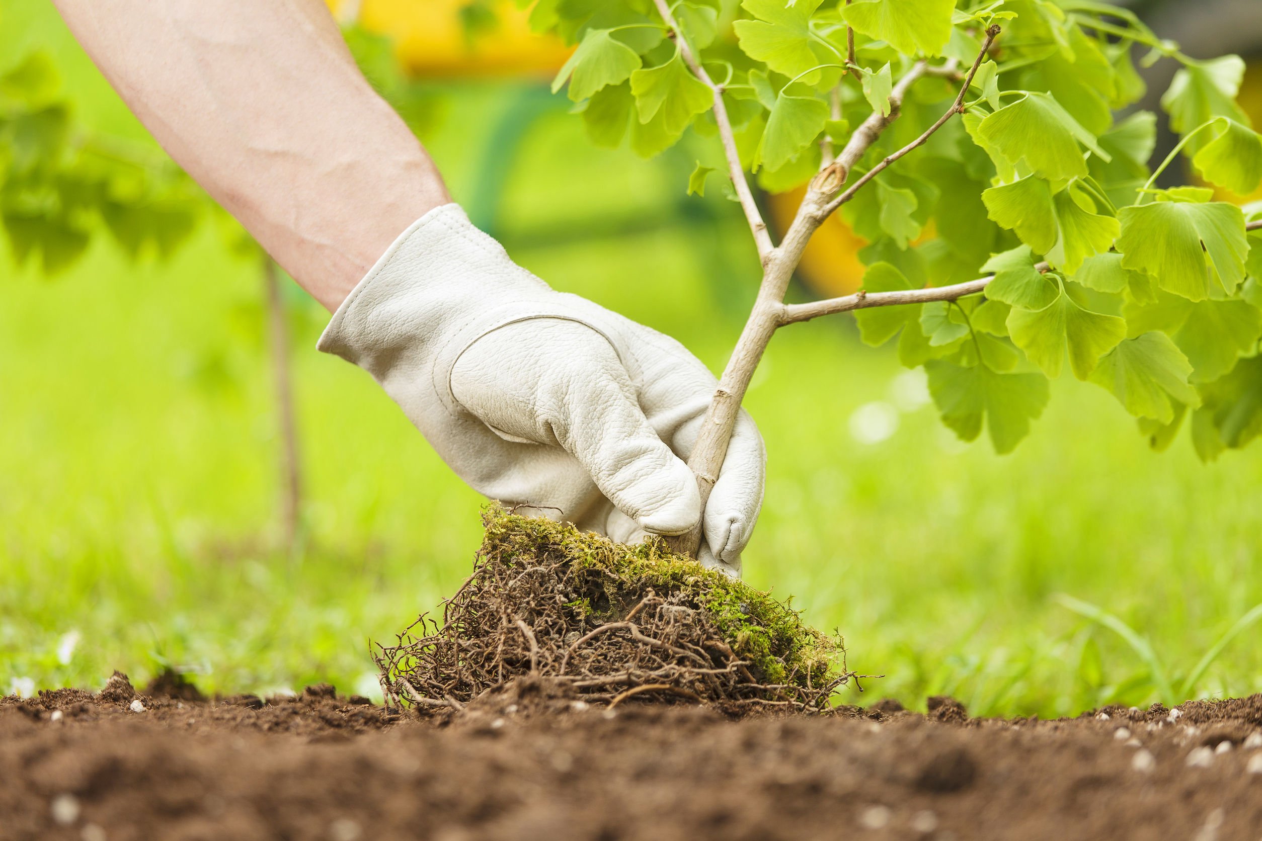 Plant a tree