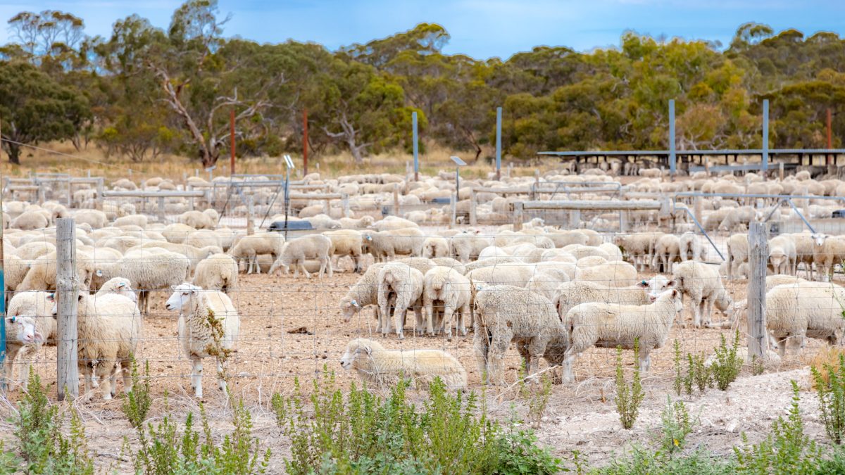 Австралия высвободит 762 млн литров бензина и дизеля из резервов для поддержки фермеров